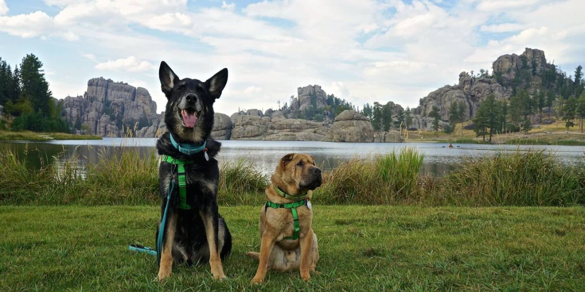 Pa State Parks Camping With Dogs Guide