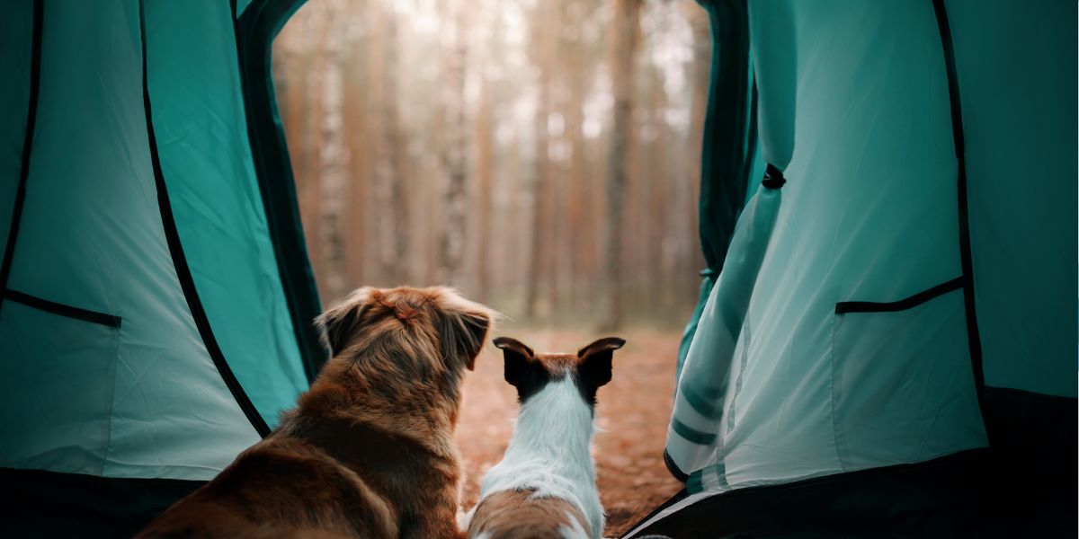 Tips For Camping With A Puppy