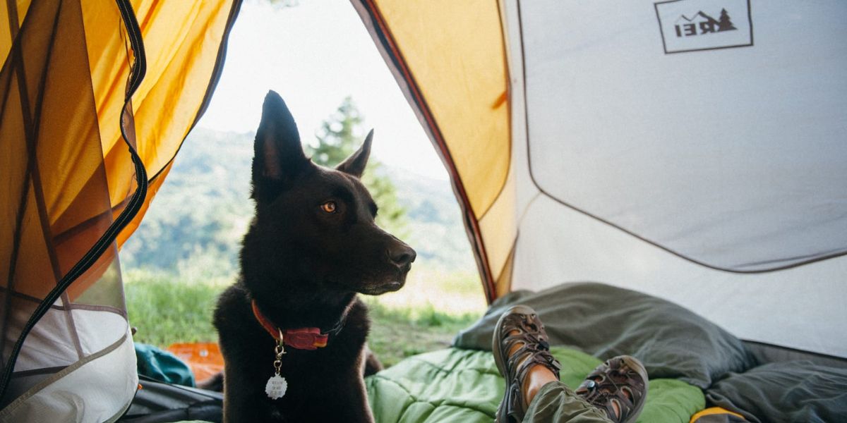 What To Bring When Camping With A Dog