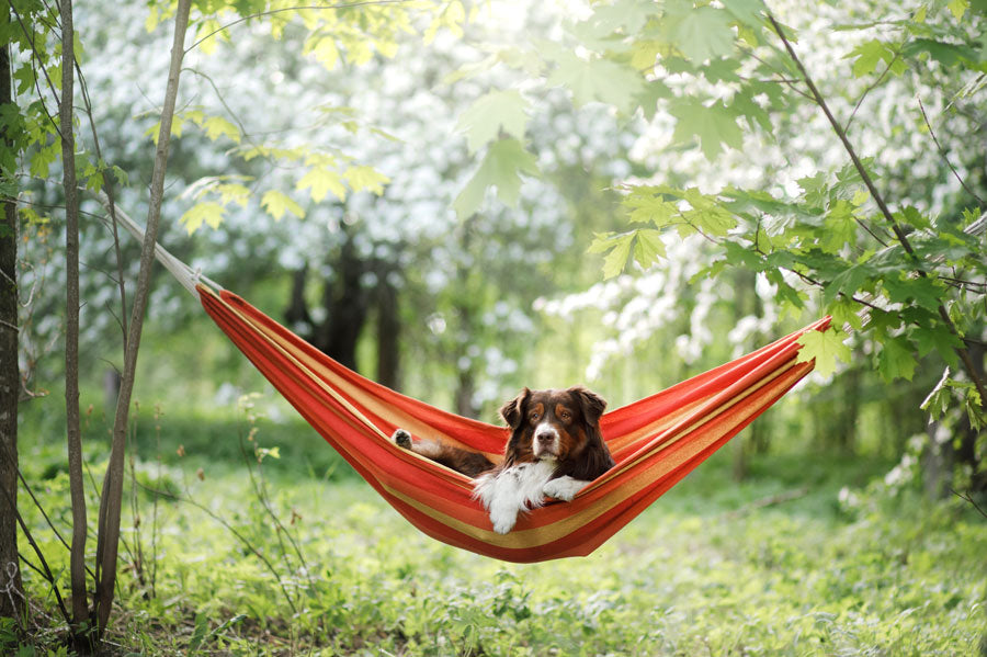 Hammock Camping With a Dog
