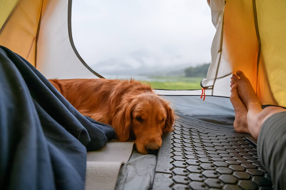 Do dogs sleep in the tent when camping